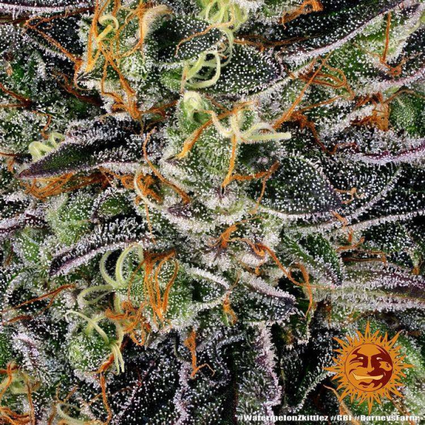 Watermelon Zkittlez - BARNEY'S FARM | TanieSianie.pl