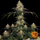 Watermelon Zkittlez - BARNEY'S FARM | TanieSianie.pl