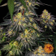 Watermelon Zkittlez - BARNEY'S FARM | TanieSianie.pl