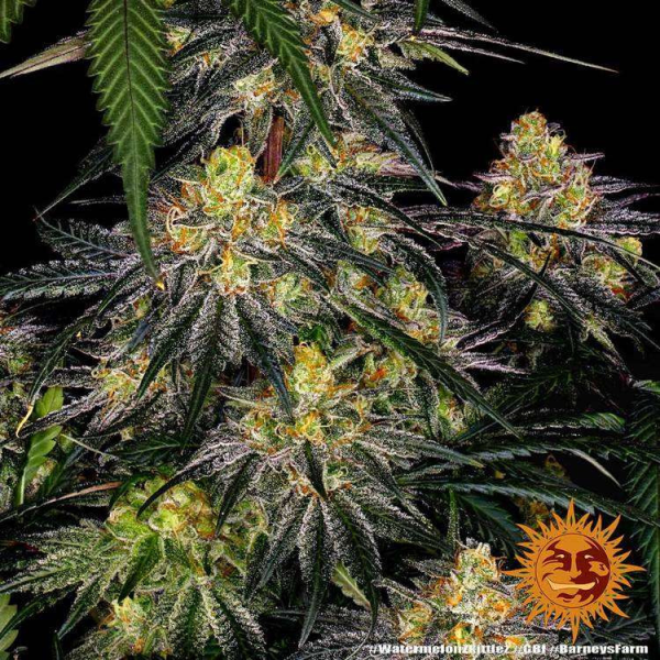 Watermelon Zkittlez - BARNEY'S FARM | TanieSianie.pl
