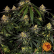 Watermelon Zkittlez - BARNEY'S FARM | TanieSianie.pl