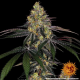 Watermelon Zkittlez - BARNEY'S FARM | TanieSianie.pl