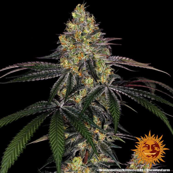 Watermelon Zkittlez - BARNEY'S FARM | TanieSianie.pl