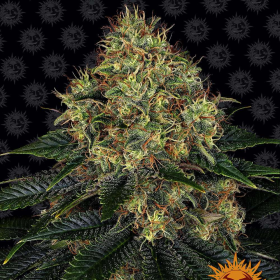 Skywalker OG Auto - BARNEY'S FARM | TanieSianie.pl