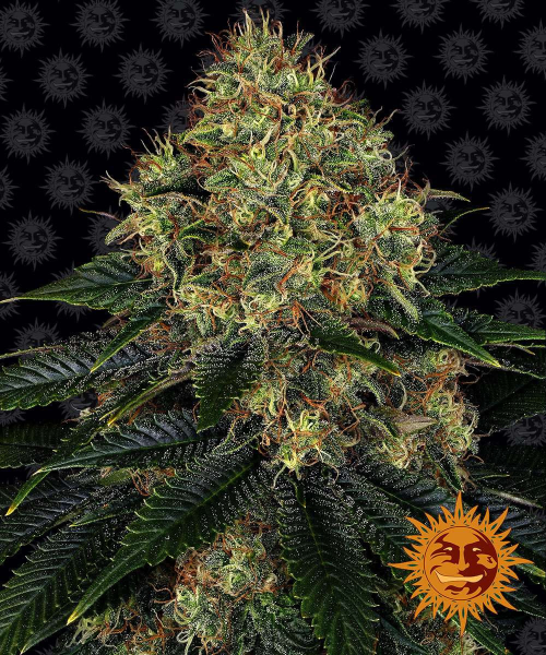 Skywalker OG Auto - BARNEY'S FARM | TanieSianie.pl