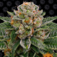 Skywalker OG Auto - BARNEY'S FARM | TanieSianie.pl