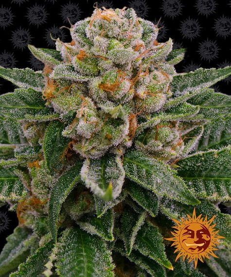 Skywalker OG Auto - BARNEY'S FARM | TanieSianie.pl