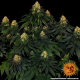 Skywalker OG Auto - BARNEY'S FARM | TanieSianie.pl