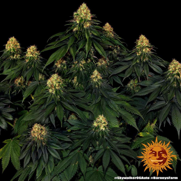 Skywalker OG Auto - BARNEY'S FARM | TanieSianie.pl