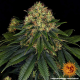 Skywalker OG Auto - BARNEY'S FARM | TanieSianie.pl