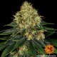 Skywalker OG Auto - BARNEY'S FARM | TanieSianie.pl