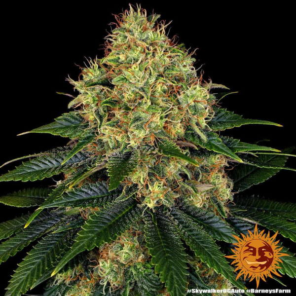 Skywalker OG Auto - BARNEY'S FARM | TanieSianie.pl