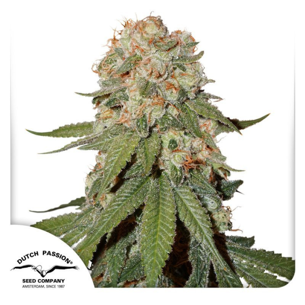 Orange Bud - DUTCH PASSION | TanieSianie.pl