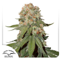Orange Bud - DUTCH PASSION