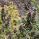Purple#1 - DUTCH PASSION | TanieSianie.pl