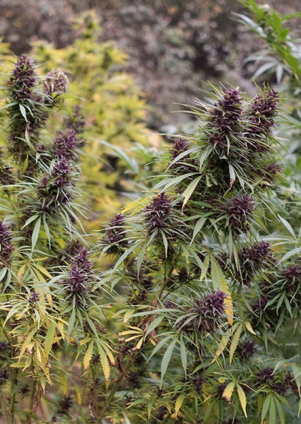 Purple#1 - DUTCH PASSION | TanieSianie.pl