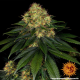 Skywalker OG Auto - BARNEY'S FARM | TanieSianie.pl