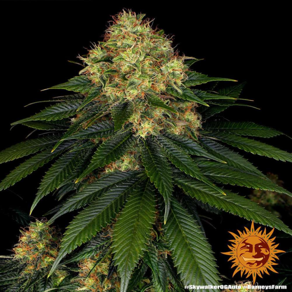 Skywalker OG Auto - BARNEY'S FARM | TanieSianie.pl