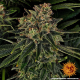 Skywalker OG Auto - BARNEY'S FARM | TanieSianie.pl