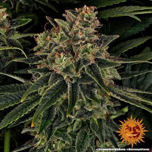 Skywalker OG Auto - BARNEY'S FARM | TanieSianie.pl