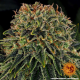 Skywalker OG Auto - BARNEY'S FARM | TanieSianie.pl