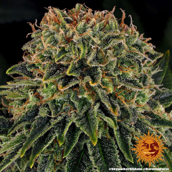 Skywalker OG Auto - BARNEY'S FARM | TanieSianie.pl
