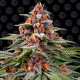 Runtz Auto - BARNEY'S FARM | TanieSianie.pl