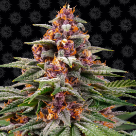 Runtz Auto - BARNEY'S FARM | TanieSianie.pl
