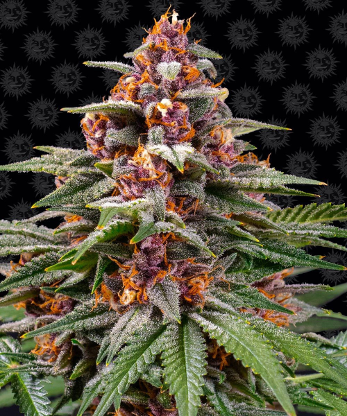 Runtz Auto - BARNEY'S FARM | TanieSianie.pl