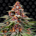 Runtz Auto - BARNEY'S FARM
