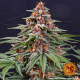 Runtz Auto - BARNEY'S FARM | TanieSianie.pl