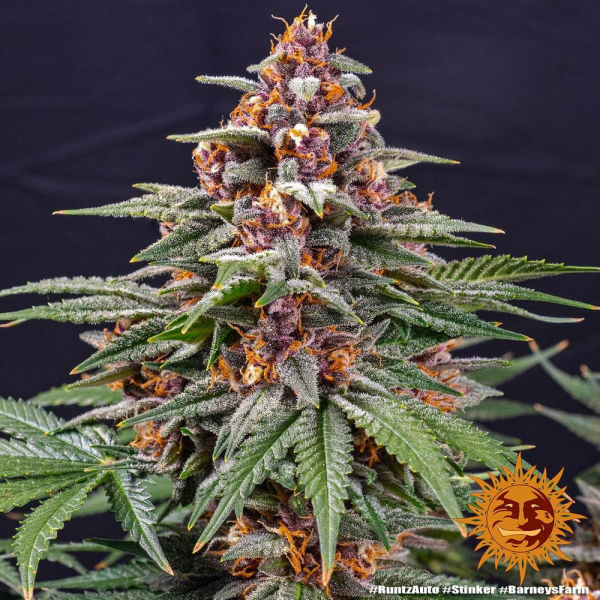 Runtz Auto - BARNEY'S FARM | TanieSianie.pl