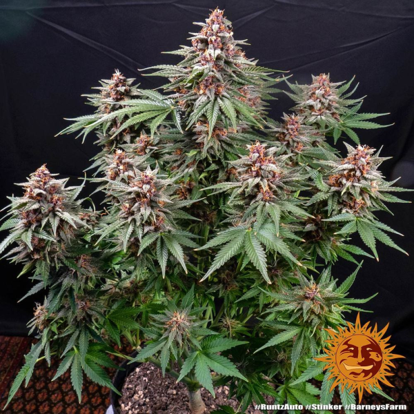 Runtz Auto - BARNEY'S FARM | TanieSianie.pl