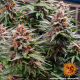 Runtz Auto - BARNEY'S FARM | TanieSianie.pl