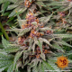Runtz Auto - BARNEY'S FARM | TanieSianie.pl