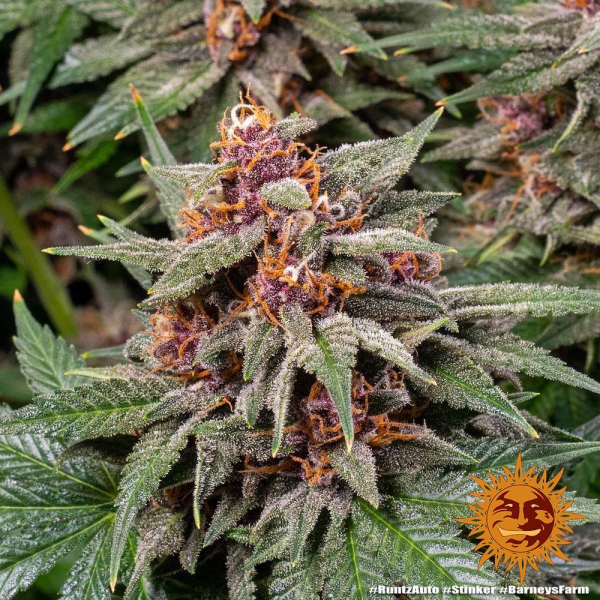 Runtz Auto - BARNEY'S FARM | TanieSianie.pl