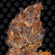 Runtz Auto - BARNEY'S FARM | TanieSianie.pl