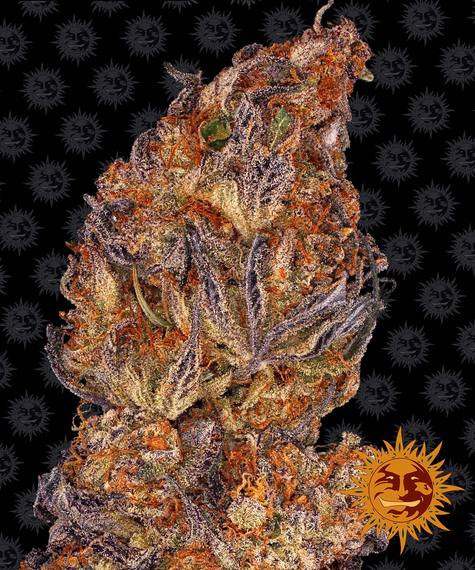 Runtz Auto - BARNEY'S FARM | TanieSianie.pl