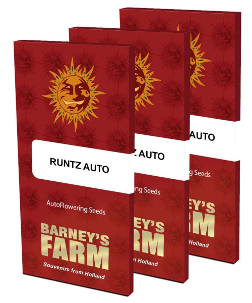 Runtz Auto - BARNEY'S FARM | TanieSianie.pl
