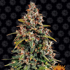 Watermelon Zkittlez Auto - BARNEY’S FARM | TanieSianie.pl