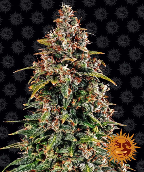 Watermelon Zkittlez Auto - BARNEY’S FARM | TanieSianie.pl