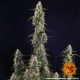Watermelon Zkittlez Auto - BARNEY’S FARM | TanieSianie.pl