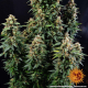 Watermelon Zkittlez Auto - BARNEY’S FARM | TanieSianie.pl