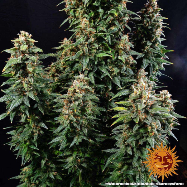 Watermelon Zkittlez Auto - BARNEY’S FARM | TanieSianie.pl