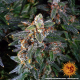Watermelon Zkittlez Auto - BARNEY’S FARM | TanieSianie.pl