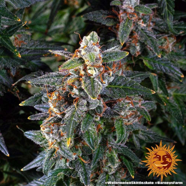 Watermelon Zkittlez Auto - BARNEY’S FARM | TanieSianie.pl