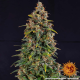 Watermelon Zkittlez Auto - BARNEY’S FARM | TanieSianie.pl
