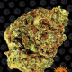 Watermelon Zkittlez Auto - BARNEY’S FARM | TanieSianie.pl