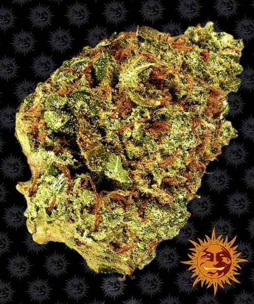 Watermelon Zkittlez Auto - BARNEY’S FARM | TanieSianie.pl