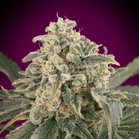 Auto Amnesia XXL - ADVANCED SEEDS | TanieSianie.pl